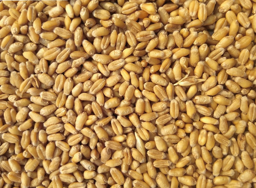 카무트효소 제품 이미지