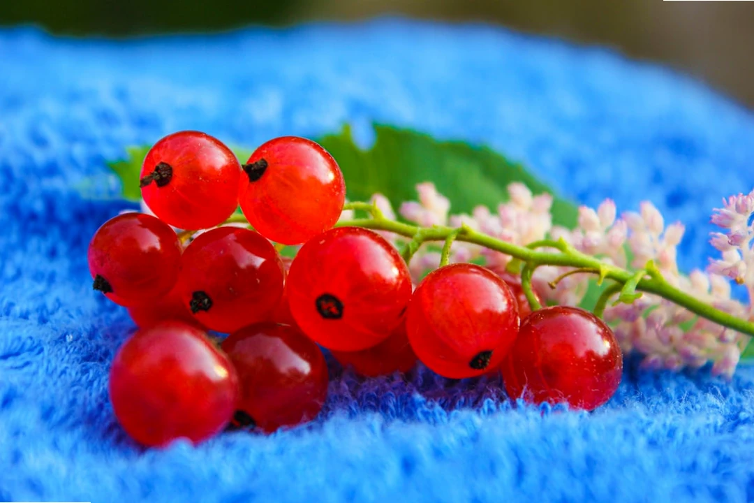 신장에 좋은 음식 크랜베리 이미지