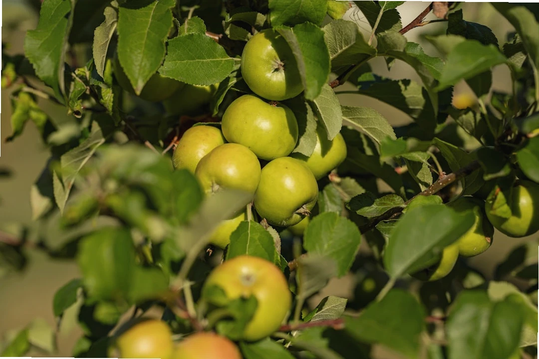 신장에 좋은 음식 사과 이미지