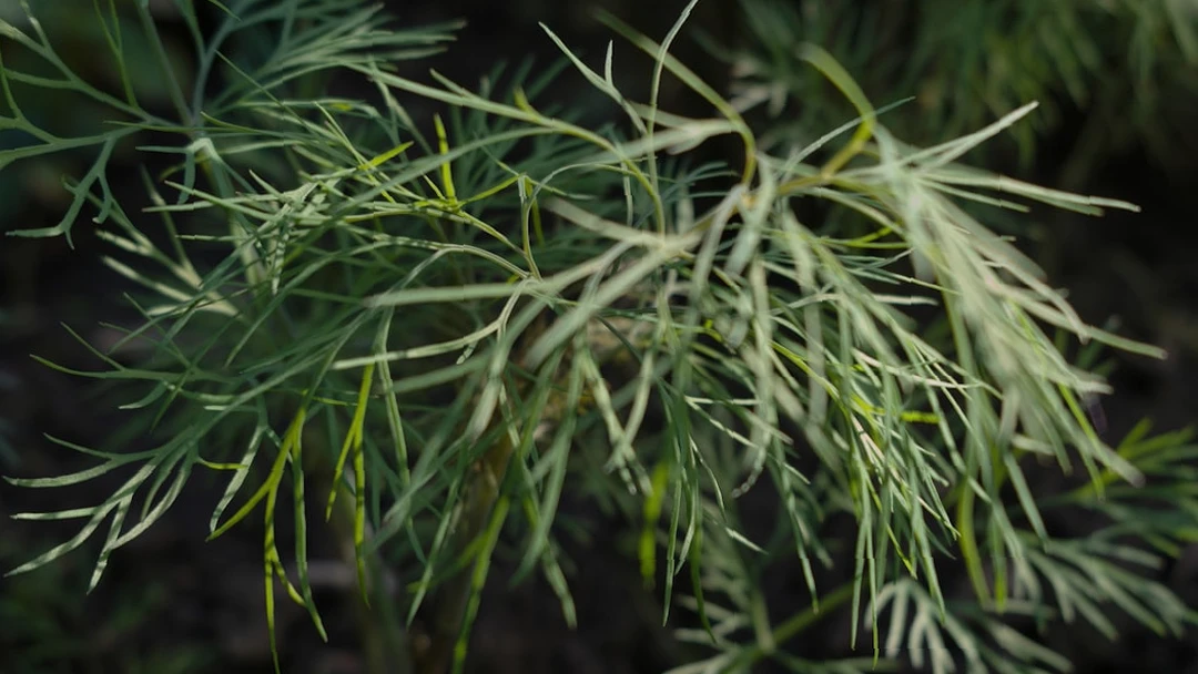 신장에 좋은 음식 파슬리 이미지