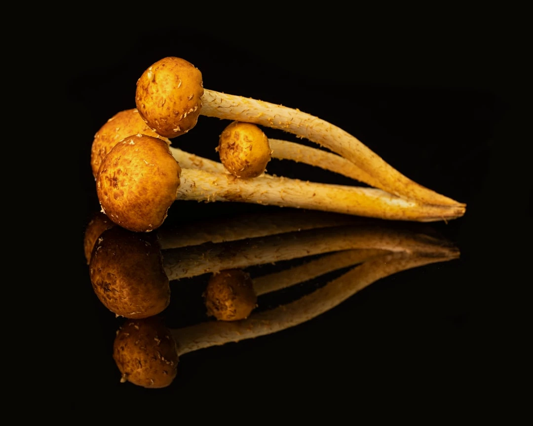 신장에 좋은 음식 생강 이미지